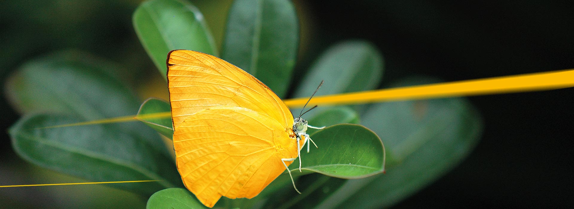 Schmetterling sitzt auf einer Pflanze | LGI Green Care